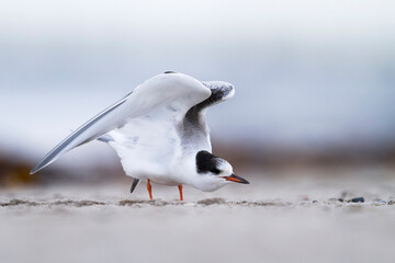 Visdief, Common Tern, Sterna hirundo hirundo