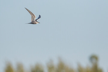 Visdief, Common Tern Sterna hirundo ssp. minussensis