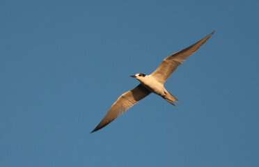 Visdief, Common Tern, Sterna hirundo hirundo
