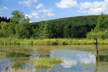 Backwaters of the Jasiolka river in Jasiel - former and abandoned village in Low Beskids, Poland
