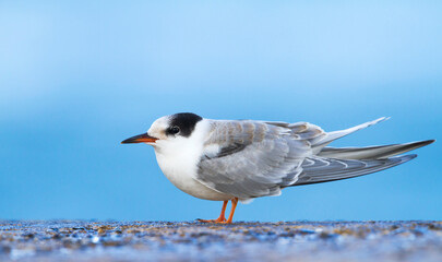 Visdief, Common Tern, Sterna hirundo