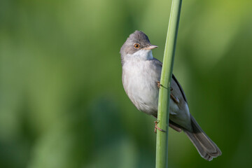 Fototapeta premium Grasmus, Common Whitethroat, Sylvia communis rubicola