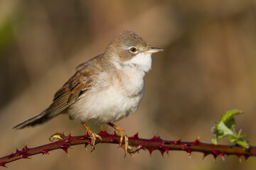 Grasmus, Common Whitethroat, Sylvia communis communis © AGAMI