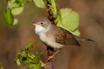 Grasmus, Common Whitethroat, Sylvia communis communis