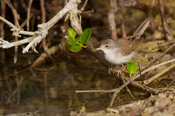 Grasmus; Common Whitethroat; Sylvia communis ssp. rubicola