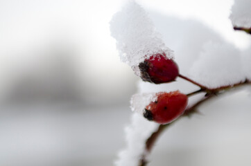snowy rose hips in the winter