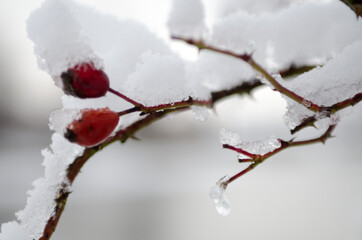 snowy rose hips in the winter