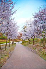 cherry blossoms 1