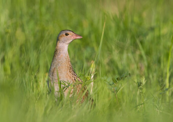 Kwartelkoning, Corncrake, Crex crex