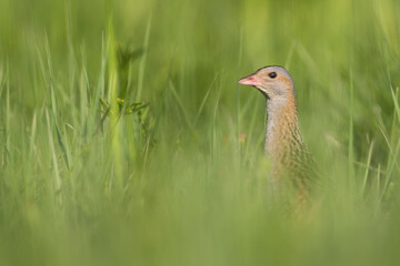 Kwartelkoning, Corncrake, Crex crex