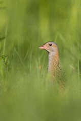 Kwartelkoning, Corncrake, Crex crex