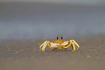 Fototapeten Crab foraging on the beach in Oman © AGAMI