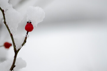 snowy rose hip in the winter