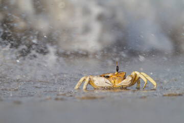 Crab foraging on the beach in Oman