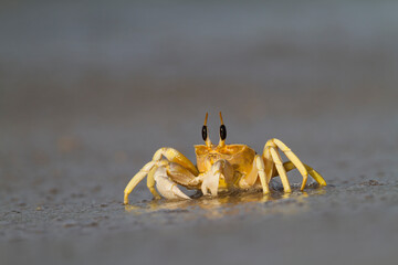 Crab foraging on the beach in Oman © AGAMI