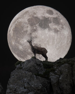 chamois in front of the full moon at night