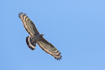 Aziatische Wespendief, Oriental Honey-buzzard, Pernis ptilorhyncus