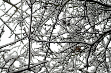 Obraz premium snow covered branches