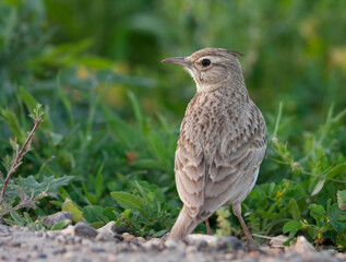 Kuifleeuwerik, Crested Lark, Galerida cristata zion