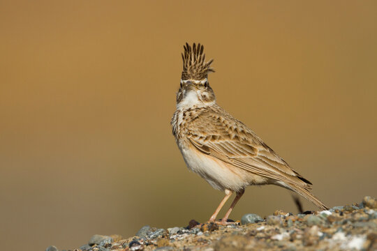 Kuifleeuwerik, Crested Lark, Galerida cristata kleinschmidtii