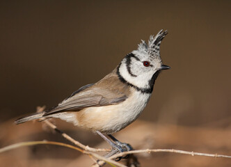 Kuifmees, Crested Tit, Lophophanes cristatus cristatus
