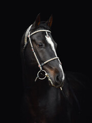 Fototapeta premium magnificent black akhal-teke gelding horse with traditional bridle and finery isolated on black background