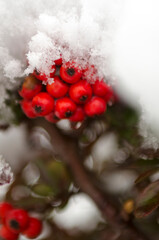 Rowanberries in the winter