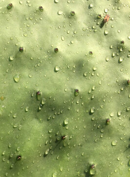 The cactus with  the rain drops