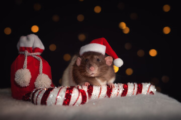 portrait of pet rat in christmas hat sitting near bag with presents and near big white and yellow candy