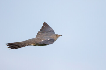 Koekoek, Common Cuckoo, Cuculus canorus canorus