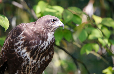 A common buzzard on a tree