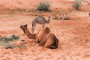 Camels in the Desert, Ras al-Khaimah, United Arab Emirates, Asia
