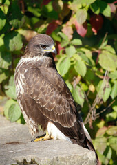 A common buzzard on a tree