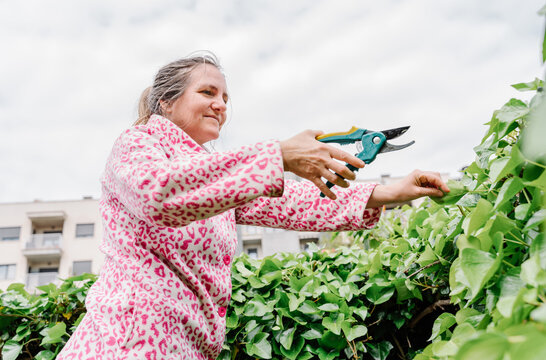 Woman with scissors pruning green ivy in a garden. Horizontal photo