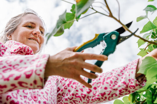Woman with scissors pruning green ivy in a garden. Horizontal photo