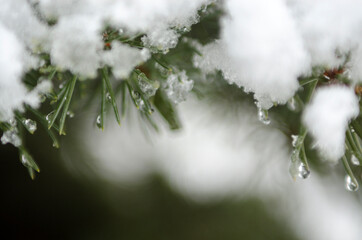melting snow on a twig