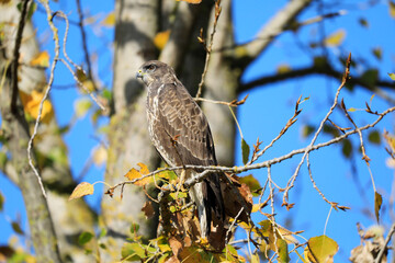 A common buzzard on a tree