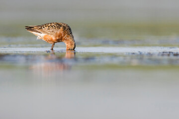 Krombekstrandloper, Curlew Sandpiper, Calidris ferruginea