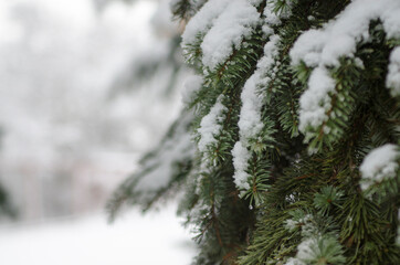 snow covered fir tree