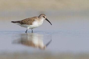 Krombekstrandloper, Curlew Sandpiper, Calidris ferruginea