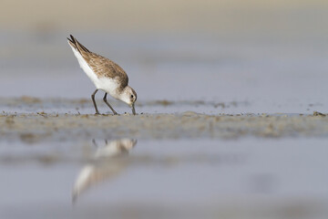Krombekstrandloper, Curlew Sandpiper, Calidris ferruginea
