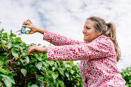 Woman with scissors pruning green ivy in a garden. Horizontal photo