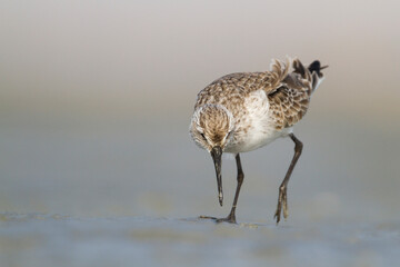Krombekstrandloper, Curlew Sandpiper, Calidris ferruginea