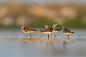 Krombekstrandloper, Curlew Sandpiper, Calidris ferruginea
