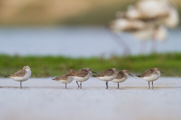 Krombekstrandloper, Curlew Sandpiper, Calidris ferruginea