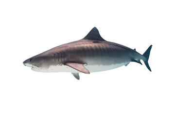 Tiger Shark Isolated on White Background
