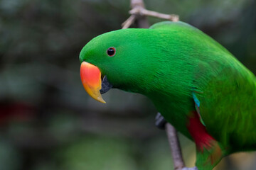  green parrot looking  at camera