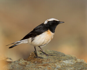 Obraz premium Cyprustapuit, Cyprus Wheatear, Oenanthe cypriaca