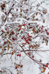Dog-rose fruits in snow