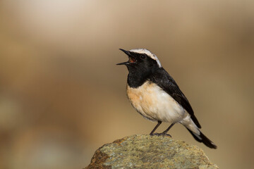 Obraz premium Cyprustapuit, Cyprus Wheatear, Oenanthe cypriaca